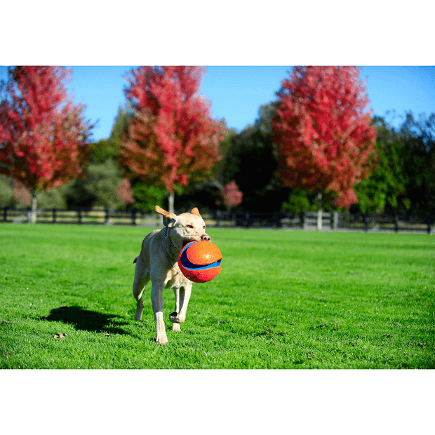 Chuckit! – Kick Fetch Large